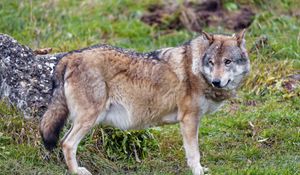 Preview wallpaper wolf, animal, predator, wildlife, glance