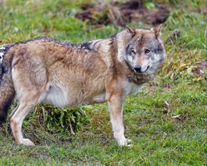 Preview wallpaper wolf, animal, predator, wildlife, glance