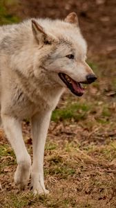 Preview wallpaper wolf, animal, predator, gray, wildlife