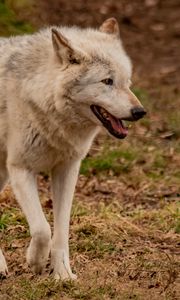 Preview wallpaper wolf, animal, predator, gray, wildlife