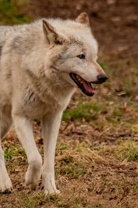 Preview wallpaper wolf, animal, predator, gray, wildlife