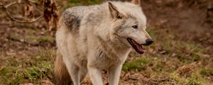 Preview wallpaper wolf, animal, predator, gray, wildlife
