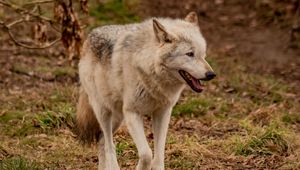 Preview wallpaper wolf, animal, predator, gray, wildlife