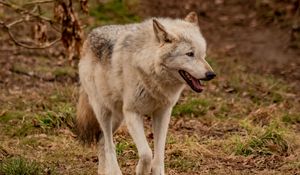 Preview wallpaper wolf, animal, predator, gray, wildlife