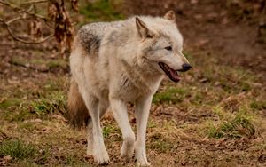Preview wallpaper wolf, animal, predator, gray, wildlife