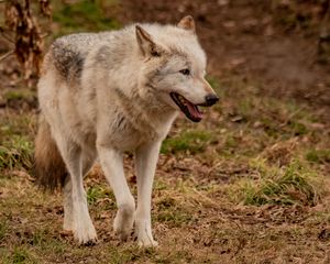 Preview wallpaper wolf, animal, predator, gray, wildlife