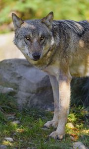 Preview wallpaper wolf, animal, predator, forest, wildlife