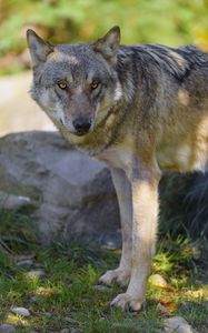 Preview wallpaper wolf, animal, predator, forest, wildlife