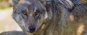 Preview wallpaper wolf, animal, predator, forest, wildlife