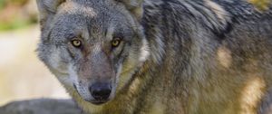 Preview wallpaper wolf, animal, predator, forest, wildlife