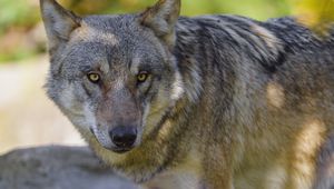 Preview wallpaper wolf, animal, predator, forest, wildlife