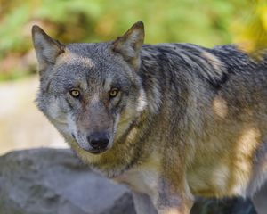 Preview wallpaper wolf, animal, predator, forest, wildlife