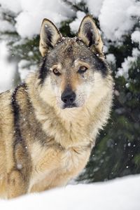 Preview wallpaper wolf, animal, predator, snow, winter, wildlife