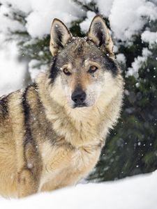 Preview wallpaper wolf, animal, predator, snow, winter, wildlife