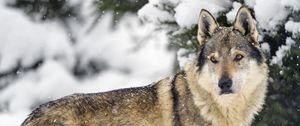 Preview wallpaper wolf, animal, predator, snow, winter, wildlife