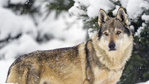 Preview wallpaper wolf, animal, predator, snow, winter, wildlife