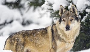 Preview wallpaper wolf, animal, predator, snow, winter, wildlife