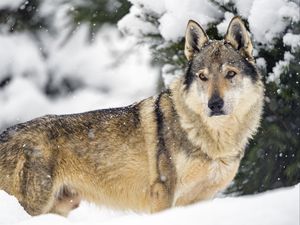 Preview wallpaper wolf, animal, predator, snow, winter, wildlife