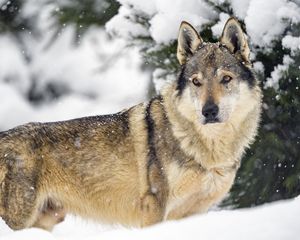 Preview wallpaper wolf, animal, predator, snow, winter, wildlife