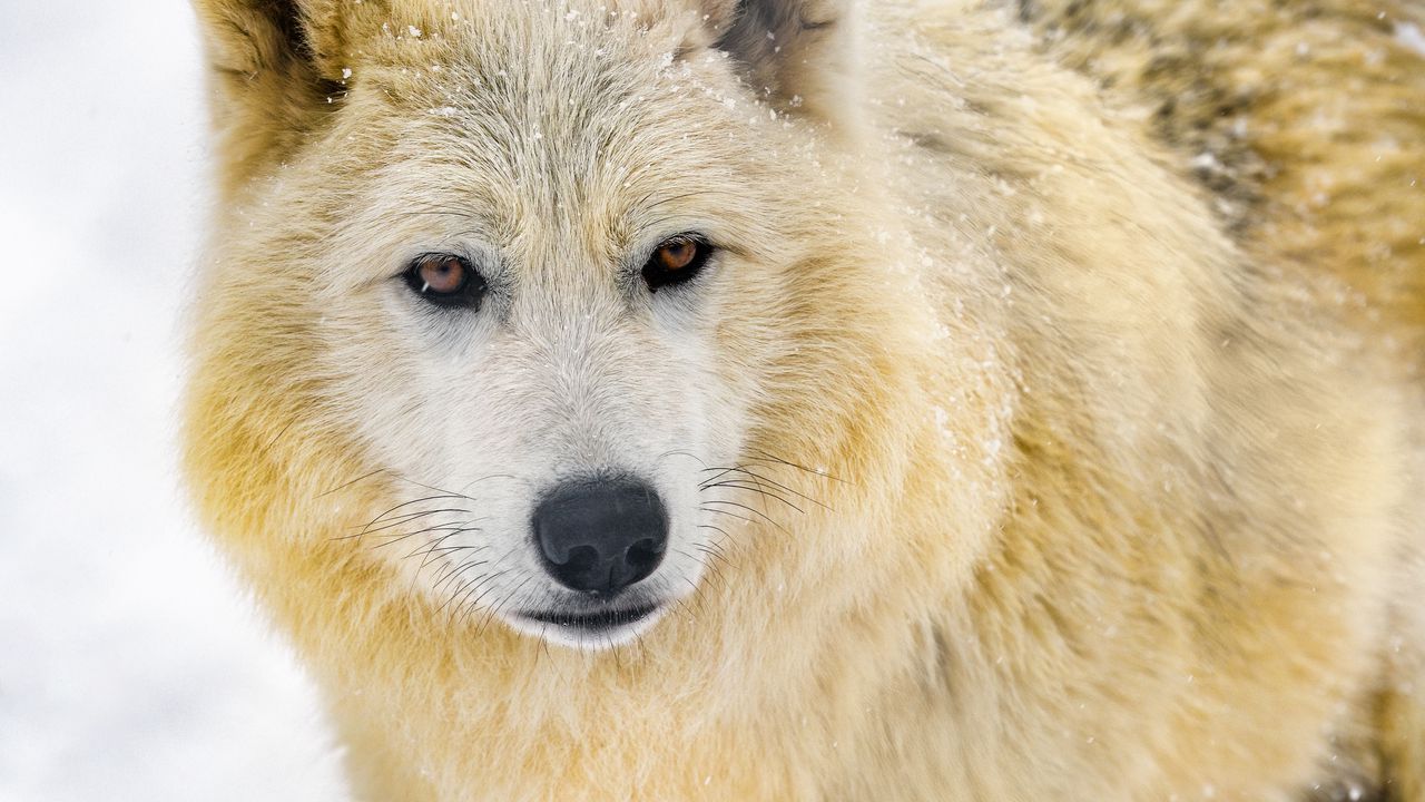 Wallpaper wolf, animal, predator, wildlife, winter, snow, white