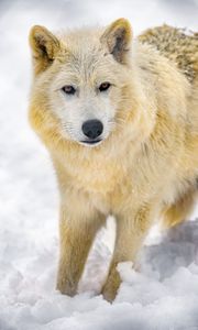 Preview wallpaper wolf, animal, predator, wildlife, winter, snow, white
