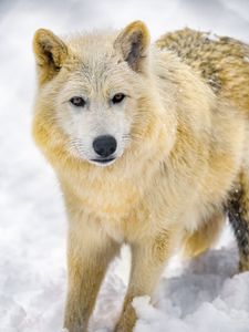 Preview wallpaper wolf, animal, predator, wildlife, winter, snow, white