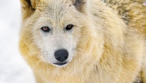 Preview wallpaper wolf, animal, predator, wildlife, winter, snow, white