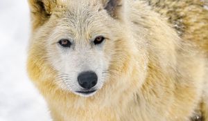 Preview wallpaper wolf, animal, predator, wildlife, winter, snow, white