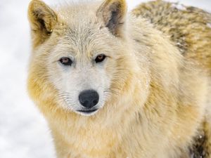 Preview wallpaper wolf, animal, predator, wildlife, winter, snow, white