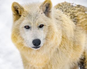 Preview wallpaper wolf, animal, predator, wildlife, winter, snow, white