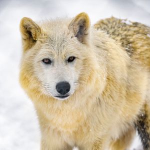 Preview wallpaper wolf, animal, predator, wildlife, winter, snow, white