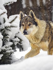 Preview wallpaper wolf, animal, snow, winter, wildlife