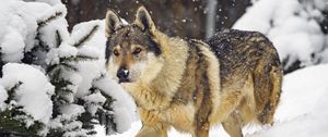 Preview wallpaper wolf, animal, snow, winter, wildlife