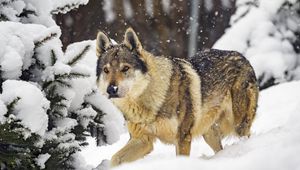 Preview wallpaper wolf, animal, snow, winter, wildlife
