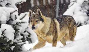 Preview wallpaper wolf, animal, snow, winter, wildlife