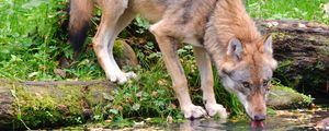 Preview wallpaper wolf, animal, water, protruding tongue, wildlife