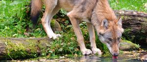Preview wallpaper wolf, animal, water, protruding tongue, wildlife
