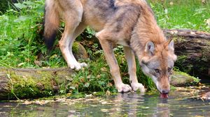 Preview wallpaper wolf, animal, water, protruding tongue, wildlife