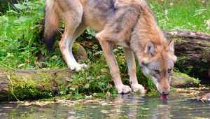 Preview wallpaper wolf, animal, water, protruding tongue, wildlife