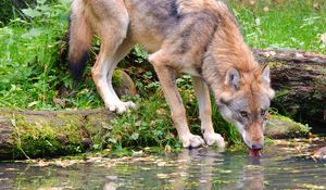 Preview wallpaper wolf, animal, water, protruding tongue, wildlife