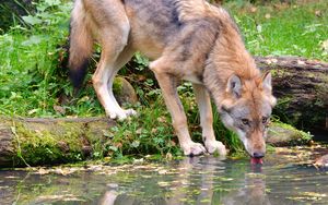 Preview wallpaper wolf, animal, water, protruding tongue, wildlife
