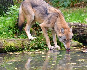 Preview wallpaper wolf, animal, water, protruding tongue, wildlife