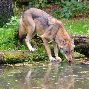 Preview wallpaper wolf, animal, water, protruding tongue, wildlife