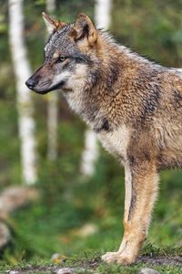 Preview wallpaper wolf, animal, wild, predator, wildlife