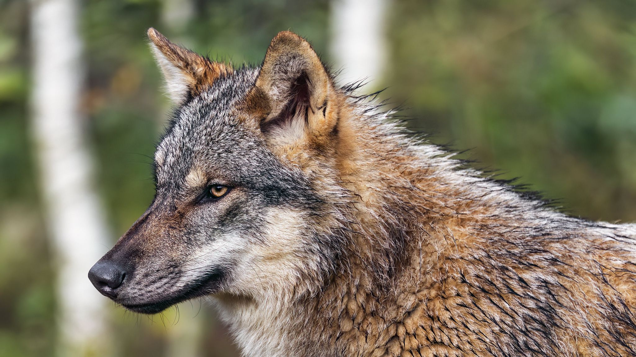 2048x1152 Wallpaper wolf, animal, wild, predator, wildlife