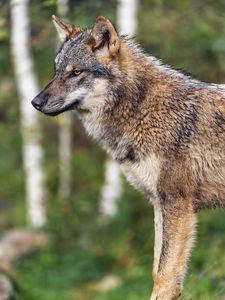 Preview wallpaper wolf, animal, wild, predator, wildlife