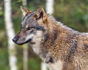 Preview wallpaper wolf, animal, wild, predator, wildlife