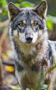 Preview wallpaper wolf, animal, wild, glance