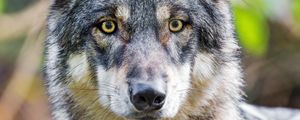 Preview wallpaper wolf, animal, wild, glance