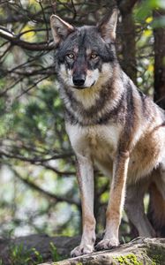 Preview wallpaper wolf, animal, wild, predator